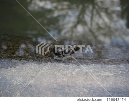 Two snails 136042454