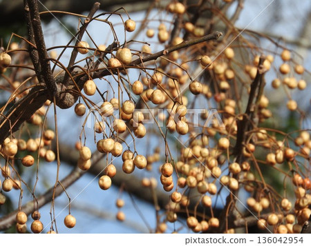 Deciduous tree "Sendan" fruit Deciduous tree "Sendan" fruit 136042954