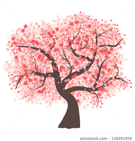 cherry blossom tree 136042959