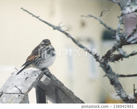 Tsugumi in Kushiro 136042981