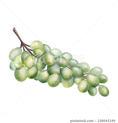 Watercolor green grape bunch on branch, isolated on white background. Perfect for wine labels, food packaging, menu design, winery projects, botanical illustrations, summer harvest concepts Watercolor green grape bunch on branch, isolated on white background. Perfect for wine labels, food packaging, menu design, winery projects, botanical illustrations, summer harvest concepts 136043149