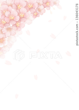 Cherry Blossom Background〈Postcard〉 B-1 136043178