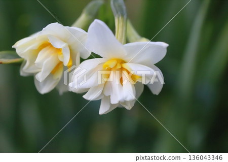 White and orange double-flowered daffodils blooming in a winter garden White and orange double-flowered daffodils blooming in a winter garden 136043346
