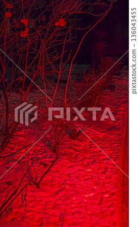 Trees and snow in the courtyard, under artistic red lighting. Winter evening. 136043455