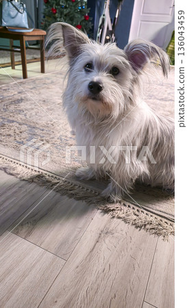 A dog, a domestic pet, sits on a soft carpet and waits for food. Pet care. A dog, a domestic pet, sits on a soft carpet and waits for food. Pet care. 136043459