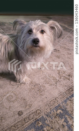 A dog, a domestic pet, sits on a soft carpet and waits for food. Pet care. A dog, a domestic pet, sits on a soft carpet and waits for food. Pet care. 136043460