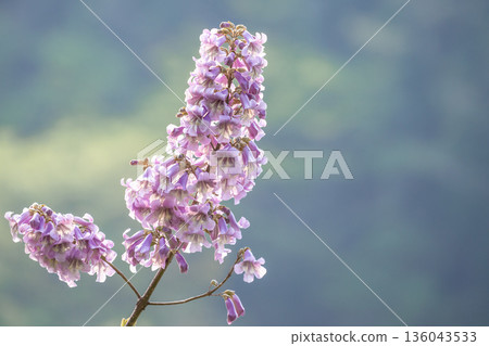 Rose flower 136043533