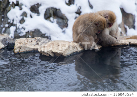 Snow Monkeys ~ Jigokudani Monkey Park ~ (Yamanouchi Town, Nagano Prefecture) 136043554
