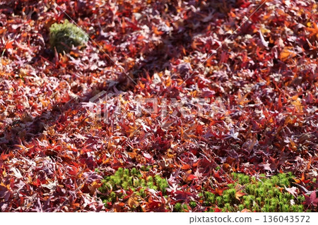 A landscape of red maple leaves and fallen leaves on the ground 136043572