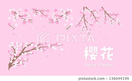 Pink Cherry Blossom Branch Collection. Set of Isolated Spring Sakura Vector Elements 136044199