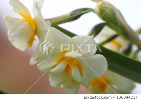冬季花園裡盛開著白色和橙色雙色重瓣水仙花 冬季花園裡盛開著白色和橙色雙色重瓣水仙花 136044217