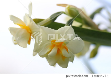 White and orange bicolored double-flowered daffodil flowers blooming in a winter garden White and orange bicolored double-flowered daffodil flowers blooming in a winter garden 136044218
