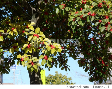 黑冬青和天空 136044291