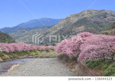 Kawazu cherry blossoms blooming along the Kawazu River Kawazu cherry blossoms blooming along the Kawazu River 136044325