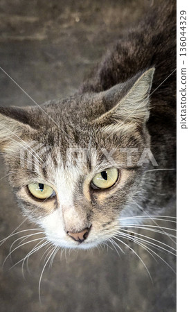 Domestic cat, showcasing expressive yellow green eyes, fine whiskers, and mottled gray fur. Perfect for pet, wildlife, and lifestyle stock collections 136044329
