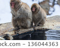 Snow Monkeys ~ Jigokudani Monkey Park ~ (Yamanouchi Town, Nagano Prefecture) 136044363