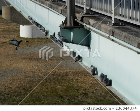 Pigeon perched on the wall 136044374