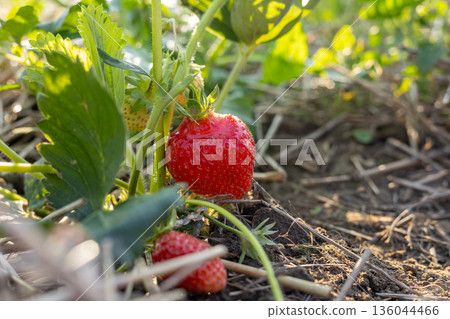 Juicy strawberries growing close to the earth, basking in sunlight, surrounded by vibrant green leaves and hints of summer life Juicy strawberries growing close to the earth, basking in sunlight, surrounded by vibrant green leaves and hints of summer life 136044466