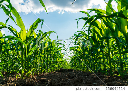 Tall, healthy corn plants stretch toward the sky, showcasing their growth in a sunny field filled with promise for a fruitful harvest Tall, healthy corn plants stretch toward the sky, showcasing their growth in a sunny field filled with promise for a fruitful harvest 136044514