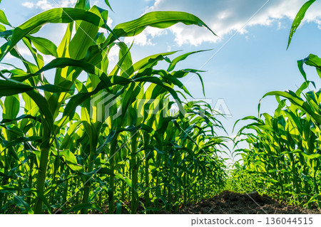 Golden rays of the sun dance through tall corn plants, showcasing the rich growth and vitality of a thriving maize crop on a warm summer day 136044515