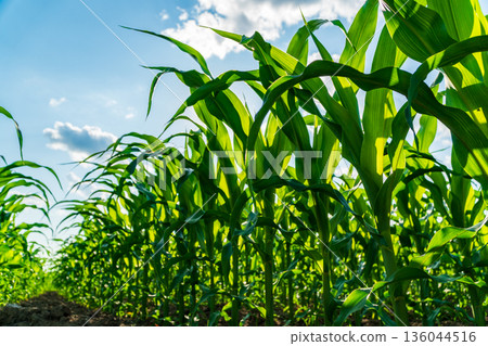 Rows of lush corn plants stretch towards the sky, reflecting vibrant green hues as they thrive in the warm sunlight on a sunny day Rows of lush corn plants stretch towards the sky, reflecting vibrant green hues as they thrive in the warm sunlight on a sunny day 136044516