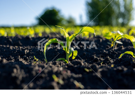 Corn seedlings rise proudly from dark, rich soil, basking in sunlight as farming activities get underway in the vibrant field Corn seedlings rise proudly from dark, rich soil, basking in sunlight as farming activities get underway in the vibrant field 136044531