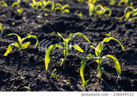Vibrant corn sprouts push through fertile soil, reaching for the sun, marking the beginning of a flourishing crop season in the field Vibrant corn sprouts push through fertile soil, reaching for the sun, marking the beginning of a flourishing crop season in the field 136044532