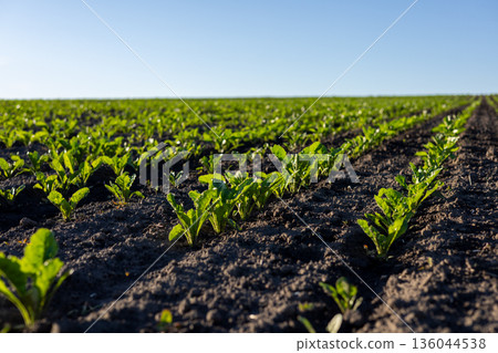 Sunlight bathes the lush green sugar beet plants as they grow in neat rows across the expansive field, showcasing agricultural beauty Sunlight bathes the lush green sugar beet plants as they grow in neat rows across the expansive field, showcasing agricultural beauty 136044538
