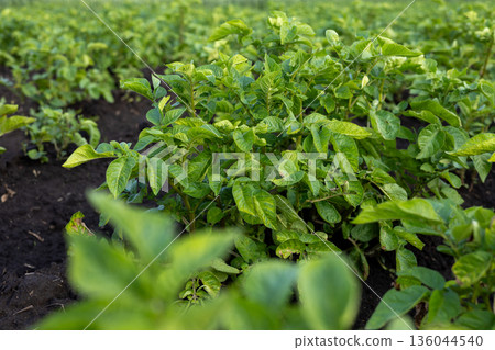 Lush potato plants thrive in a vast field under bright sunlight, showcasing their rich green leaves and healthy growth Lush potato plants thrive in a vast field under bright sunlight, showcasing their rich green leaves and healthy growth 136044540