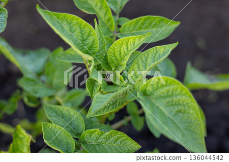 Vibrant potato plants showcase their rich green leaves, stretching towards the sky in a well-tended field, bursting with life and promise Vibrant potato plants showcase their rich green leaves, stretching towards the sky in a well-tended field, bursting with life and promise 136044542