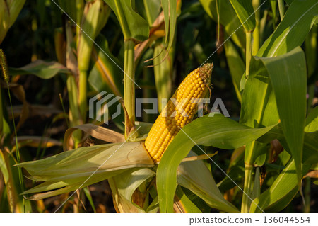 Bright yellow corn ear peeks out from lush green leaves in a sunlit field, showcasing the beauty of agricultural growth and seasonal harvest Bright yellow corn ear peeks out from lush green leaves in a sunlit field, showcasing the beauty of agricultural growth and seasonal harvest 136044554