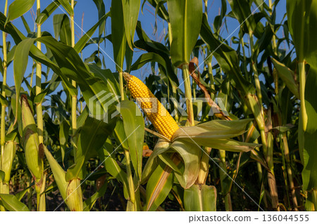 Tall green plants surround ripe, golden ears of corn basking in the sunlight, promising a bountiful harvest in the fields Tall green plants surround ripe, golden ears of corn basking in the sunlight, promising a bountiful harvest in the fields 136044555