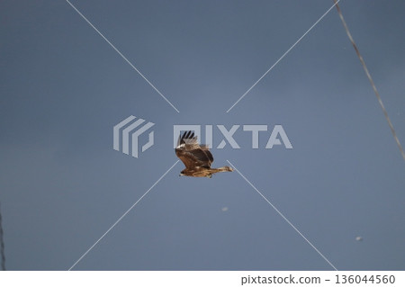 一隻風箏高高地飛向天空 136044560