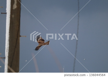 一隻風箏高高地飛向天空 一隻風箏高高地飛向天空 136044564