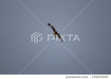 一隻風箏高高地飛向天空 136044565