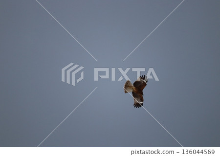 一隻風箏高高地飛向天空 136044569
