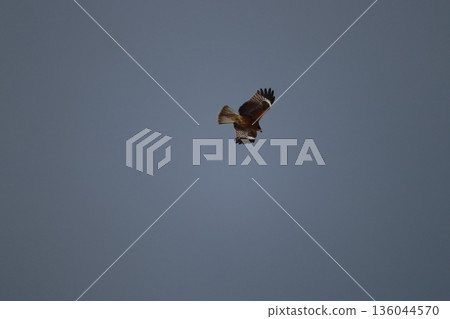 一隻風箏高高地飛向天空 一隻風箏高高地飛向天空 136044570