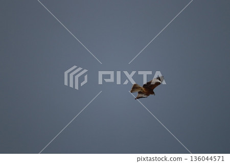 一隻風箏高高地飛向天空 136044571