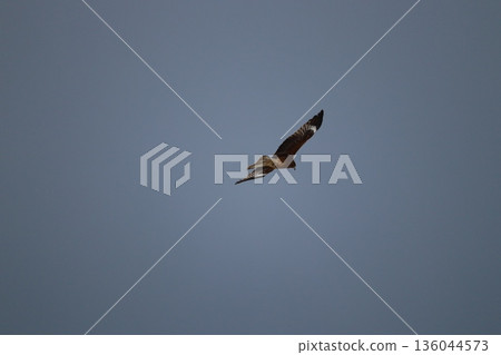 一隻風箏高高地飛向天空 136044573