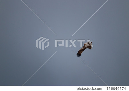 一隻風箏高高地飛向天空 一隻風箏高高地飛向天空 136044574