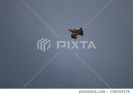 一隻風箏高高地飛向天空 136044576