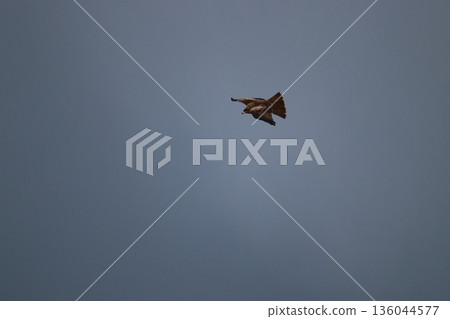 一隻風箏高高地飛向天空 一隻風箏高高地飛向天空 136044577