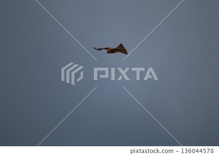 一隻風箏高高地飛向天空 136044578