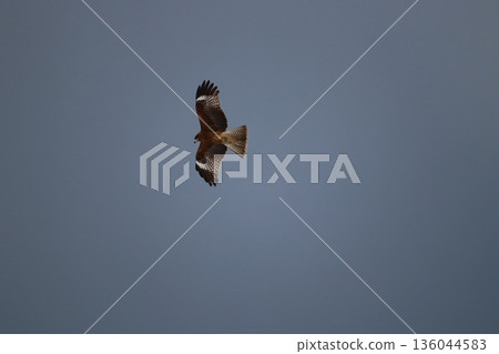 A kite soaring high into the sky 136044583