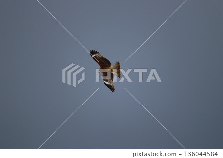 一隻風箏高高地飛向天空 136044584