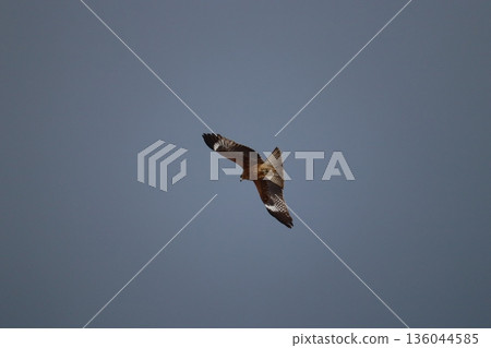 一隻風箏高高地飛向天空 136044585