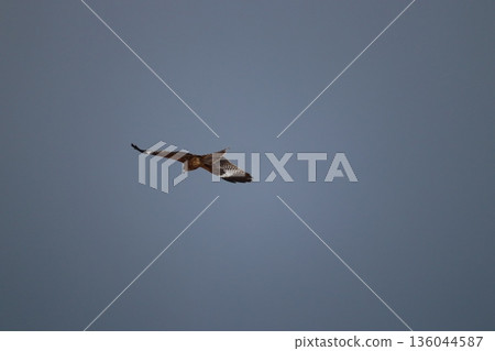 一隻風箏高高地飛向天空 136044587