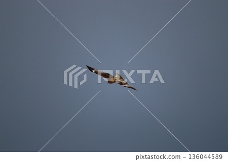 一隻風箏高高地飛向天空 136044589