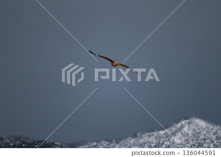 一隻風箏高高地飛向天空 一隻風箏高高地飛向天空 136044591