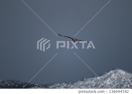 A kite soaring high into the sky 136044592